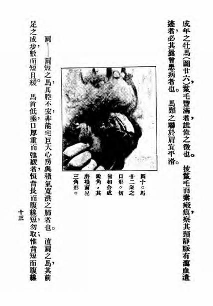 相马指要-沈厚龢译述-岭南农科大学出版处插图4